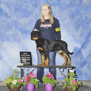 Eryx winning National puppy Champion, International Puppy Champion and Honors Puppy Chamion