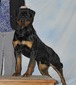 Ch Eryx FP Rottweilers BCAT