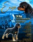 Ch Eryx FP Rottweilers BCAT