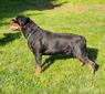 Ch Salmo Von Kelemen (Sully)